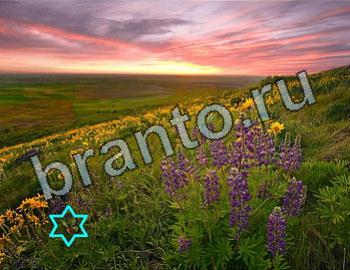 подсказки к игре Найди животных Уровень 2528