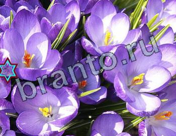 ответы на игру Найди животных Уровень 2535