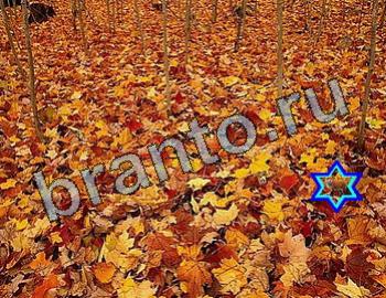 Найди животных Уровень 2537