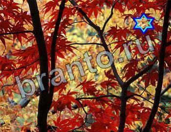 ответы бесплатно игра Найди животных Уровень 2540