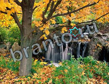 Найди животных подсказки Уровень 2541