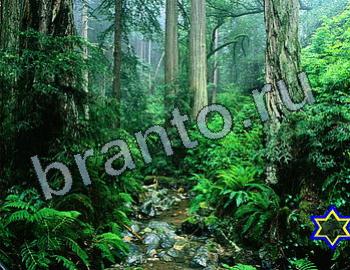 Игра Найди животных ответы Уровень 2543