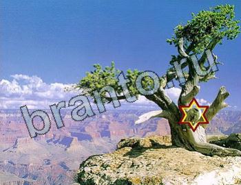 подсказки Найди животных Уровень 2544