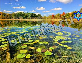 ответы на игру Найди животных в контакте Уровень 2550