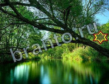 Найди животных решебник Уровень 2555