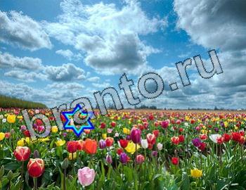 Игра Найди животных ответы Уровень 2560