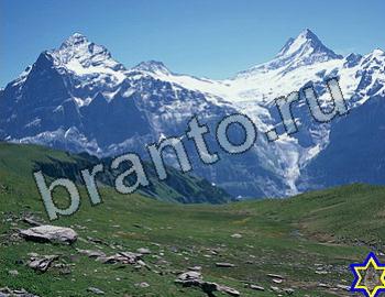 ответы на игру Найди животных Уровень 2561