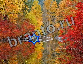 ответы на игру Найди животных Уровень 2566