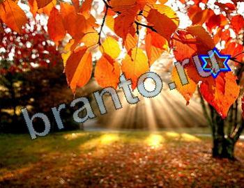 ответы на игру Найди животных Уровень 2568