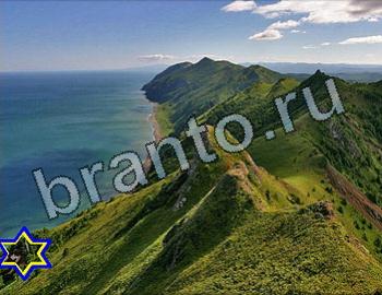 ответы на игру Найди животных Уровень 2569