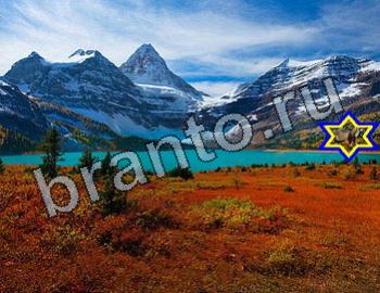 ответы на игру Найди животных Уровень 2572