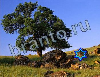 ответы на игру Найди животных Уровень 2573