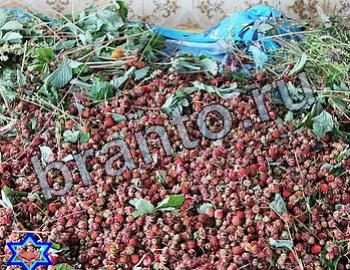 ответы на игру Найди животных Уровень 2575