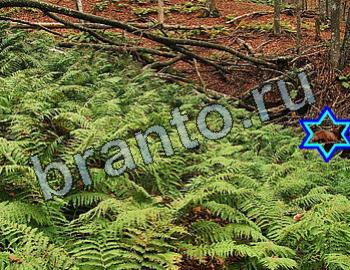 ответы на игру Найди животных Уровень 2582