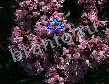 ответы на игру Найди животных Уровень 2588