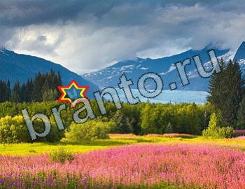 сборник ответов к игре Найди животных Уровень 2596