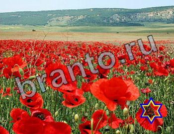 подсказки на игру Найди животных Уровень 2597