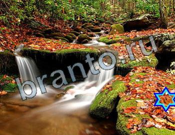 ответы на игру Найди животных одноклассники Уровень 2598