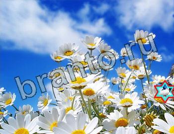 ответы на игру Найди животных в контакте Уровень 2600