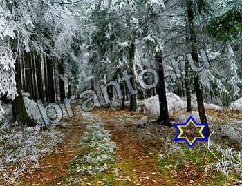 ответы на игру Найди животных Уровень 2604