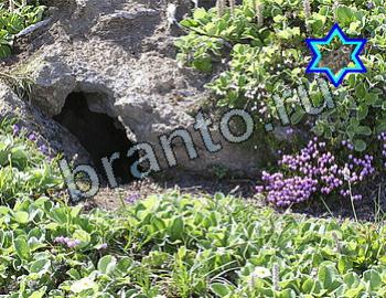 Найди животных решебник Уровень 2605