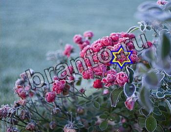 ответы на игру Найди животных Уровень 2606