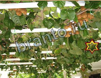 ответы на игру Найди животных Уровень 2614