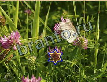 ответы на игру Найди животных Уровень 2616