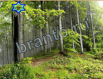 ответы на игру Найди животных Уровень 2617