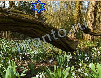 ответы на игру Найди животных Уровень 2619