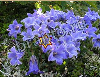 ответы на игру Найди животных Уровень 2620