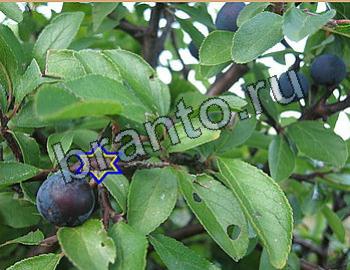 ответы на игру Найди животных Уровень 2621