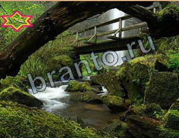 ответы на игру Найди животных Уровень 2624