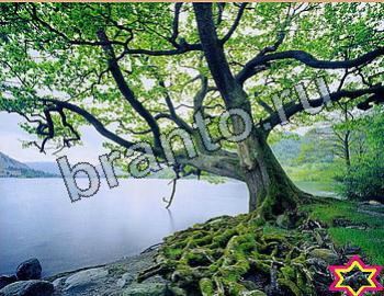 ответы на игру Найди животных Уровень 2626