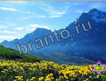 ответы на игру Найди животных Уровень 2632