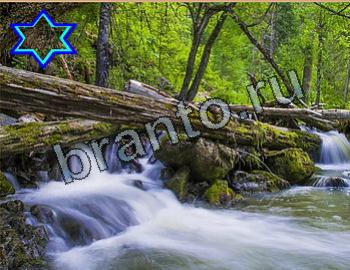 ответы бесплатно игра Найди животных Уровень 2640