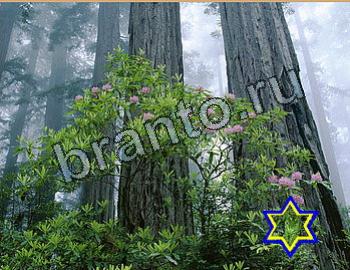 Найди животных подсказки Уровень 2641