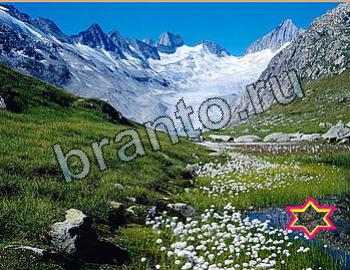 подсказки Найди животных Уровень 2644