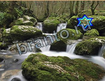 ответы на игру Найди животное Уровень 2645