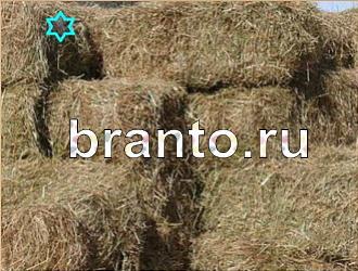 ответы на игру Найди животных Уровень 354