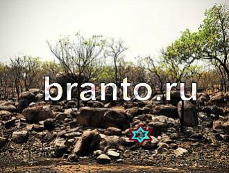 ответы на игру Найди животных Уровень 365