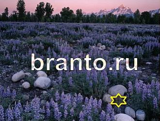 ответы на игру Найди животных Уровень 376