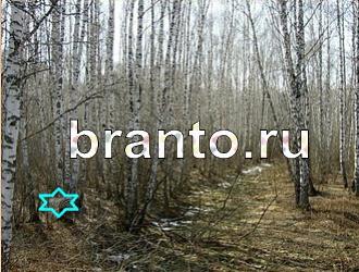 ответы на игру Найди животных Уровень 388