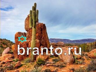 ответы на игру Найди животных Уровень 391