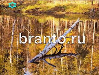 ответы на игру Найди животных Уровень 396