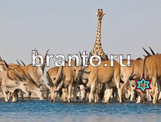 ответы на игру Найди животных Уровень 459