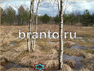 ответы на игру Найди животных Уровень 469