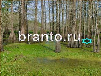 ответы на игру Найди животных Уровень 471