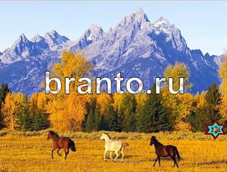 ответы на игру Найди животных Уровень 475