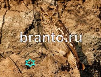 ответы на игру Найди животных Уровень 485